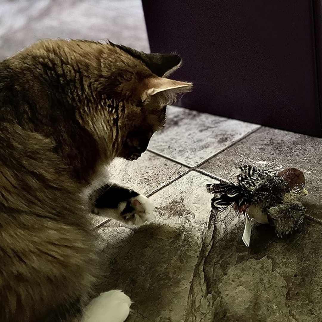 ChirpBuddy®: Jueguete interactivo con sonidos realistas.