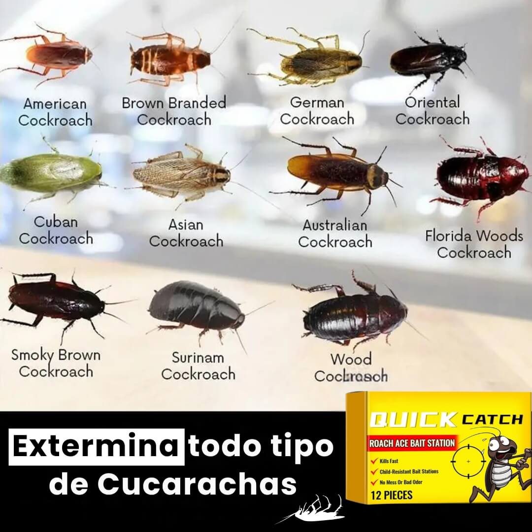 QuiCatch™: Cebo 100% Efectivo para Exterminar Cucarachas