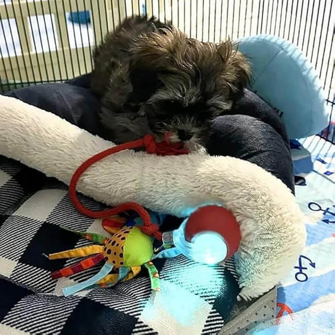 PetSpin 360 - Pelota Inteligente para Mascotas